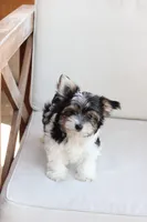 Cooper , a male Yorkshire Terrier for sale in New Holland, PA – 6 of 10
