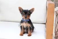 Maverick , a male Yorkshire Terrier for sale in New Holland, PA – 4 of 7