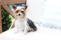 Willow , a female Yorkshire Terrier for sale in New Holland, PA – 5 of 6