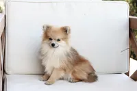 Jack , a male Pomeranian for sale in New Holland, PA – 1 of 7