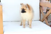 Piper , a female Pomeranian for sale in New Holland, PA – 7 of 10