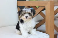Teddy , a male Yorkshire Terrier for sale in New Holland, PA – 6 of 9