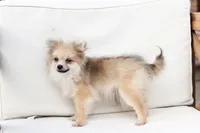 Jack , a male Pomeranian for sale in New Holland, PA – 2 of 10