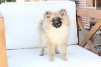 Piper , a female Pomeranian for sale in New Holland, PA – 9 of 10