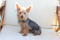 Milo, a male Yorkshire Terrier for sale in New Holland, PA – 3 of 6