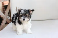 Cooper , a male Yorkshire Terrier for sale in New Holland, PA – 4 of 10