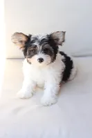 Charlie , a male Yorkshire Terrier for sale in New Holland, PA – 10 of 10