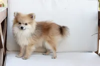 Jack , a male Pomeranian for sale in New Holland, PA – 4 of 7