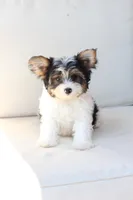 Charlie , a male Yorkshire Terrier for sale in New Holland, PA – 7 of 10