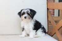 Maverick , a male Yorkshire Terrier for sale in New Holland, PA – 5 of 8