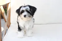 Maverick , a male Yorkshire Terrier for sale in New Holland, PA – 6 of 8