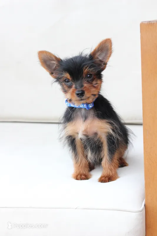 Maverick  – Yorkshire Terrier puppy for sale in New Holland, PA