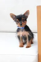 Maverick , a male Yorkshire Terrier for sale in New Holland, PA – 1 of 7