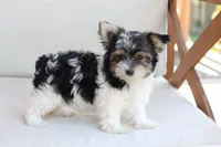 Cooper , a male Yorkshire Terrier for sale in New Holland, PA – 5 of 10