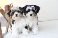 Maverick , a male Yorkshire Terrier for sale in New Holland, PA – 2 of 8