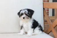 Maverick , a male Yorkshire Terrier for sale in New Holland, PA – 8 of 8