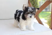 Cooper , a male Yorkshire Terrier for sale in New Holland, PA – 2 of 10