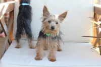 Milo, a male Yorkshire Terrier for sale in New Holland, PA – 4 of 6