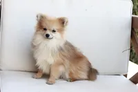 Jack , a male Pomeranian for sale in New Holland, PA – 6 of 7