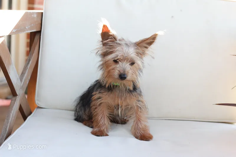 Milo – Yorkshire Terrier puppy for sale in New Holland, PA