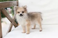 Jack , a male Pomeranian for sale in New Holland, PA – 9 of 10