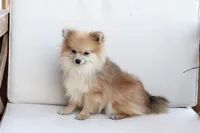 Jack , a male Pomeranian for sale in New Holland, PA – 5 of 7