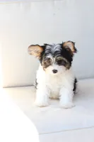 Charlie , a male Yorkshire Terrier for sale in New Holland, PA – 5 of 10