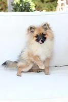 Piper , a female Pomeranian for sale in New Holland, PA – 5 of 10