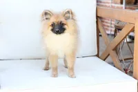 Piper , a female Pomeranian for sale in New Holland, PA – 10 of 10