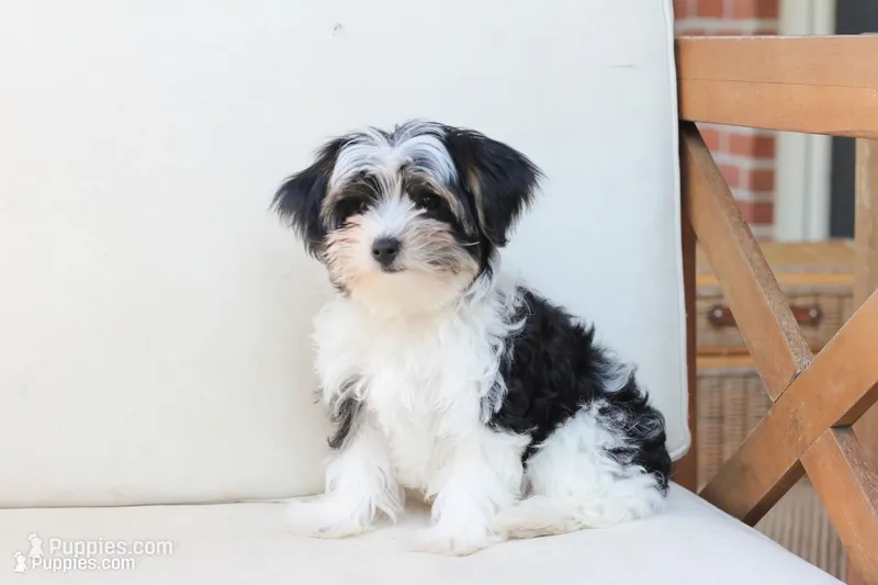 Maverick  – Yorkshire Terrier puppy for sale in New Holland, PA