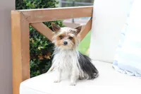 Willow , a female Yorkshire Terrier for sale in New Holland, PA – 2 of 6