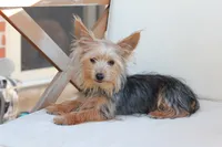 Milo, a male Yorkshire Terrier for sale in New Holland, PA – 6 of 6