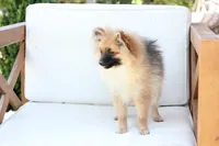 Piper , a female Pomeranian for sale in New Holland, PA – 8 of 10