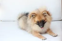 Piper , a female Pomeranian for sale in New Holland, PA – 3 of 10