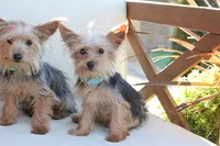 Benji , a male Yorkshire Terrier for sale in New Holland, PA – 3 of 4
