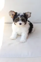 Charlie , a male Yorkshire Terrier for sale in New Holland, PA – 3 of 10