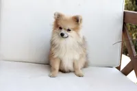 Jack , a male Pomeranian for sale in New Holland, PA – 2 of 7