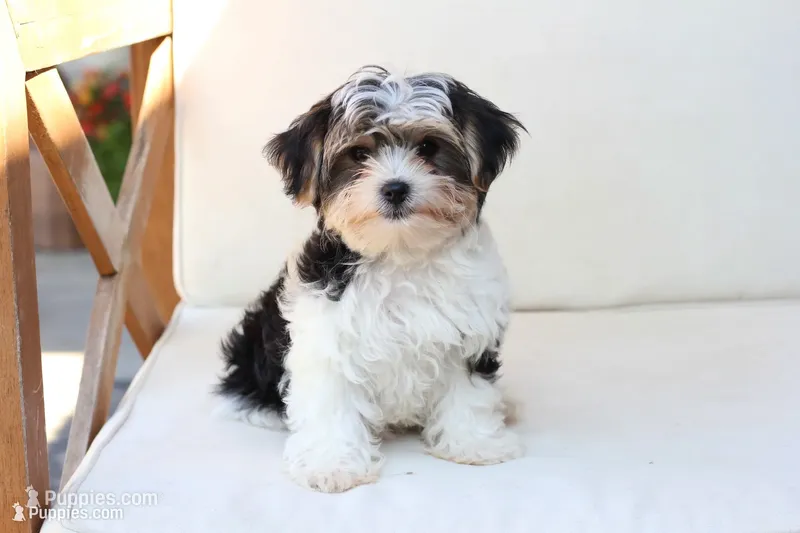 Teddy  – Yorkshire Terrier puppy for sale in New Holland, PA