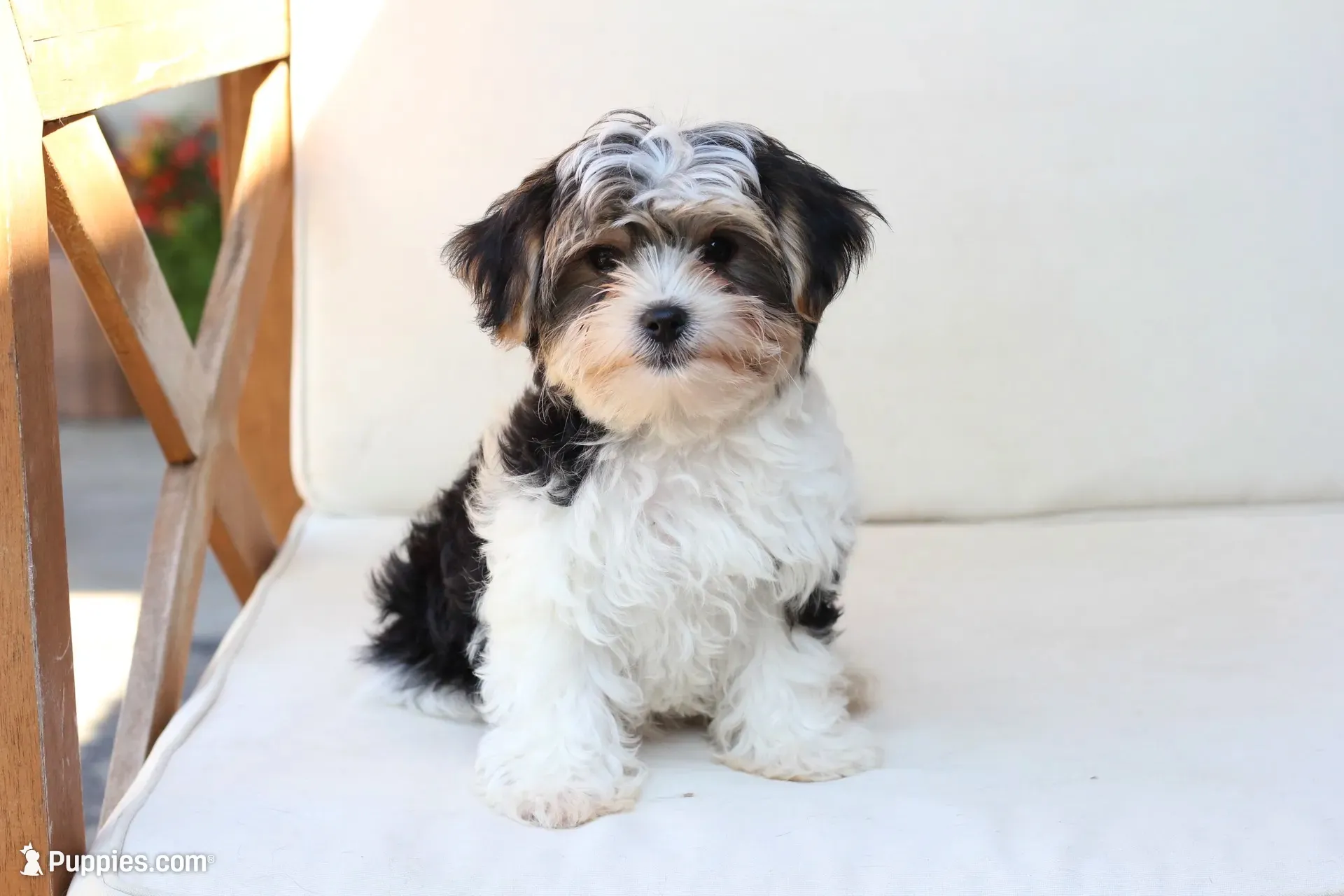 Teddy , a male Yorkshire Terrier for sale in New Holland, PA – 1 of 9