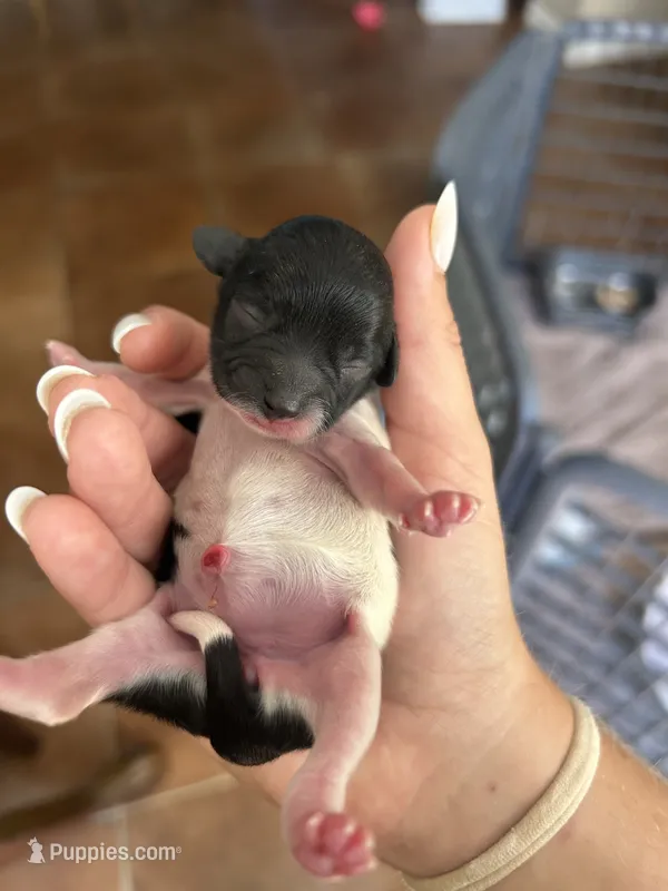 Prima  – Maltipoo, Poodle - Toy  puppy for sale in Carlsbad, CA