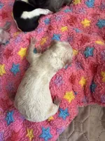 Goldie, a female Maltipoo and Poodle - Toy  for sale in Carlsbad, CA – 3 of 4