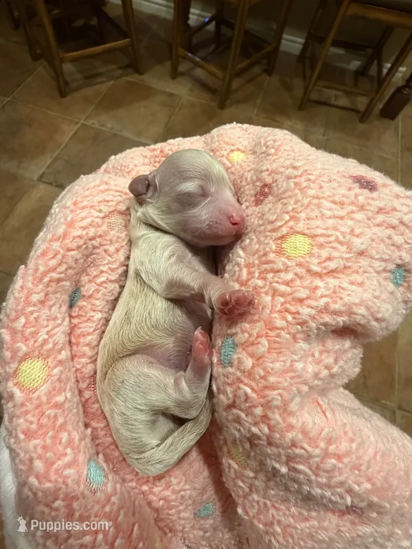 Serena  – Maltipoo, Poodle - Toy  puppy for sale in Carlsbad, CA