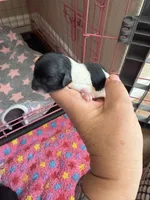 Prima , a female Maltipoo and Poodle - Toy  for sale in Carlsbad, CA – 2 of 4