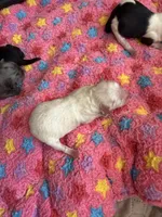 Marshmallow, a male Maltipoo and Poodle - Toy  for sale in Carlsbad, CA – 3 of 4