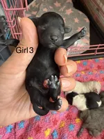 Onyx, a female Maltipoo and Poodle - Toy  for sale in Carlsbad, CA – 1 of 3