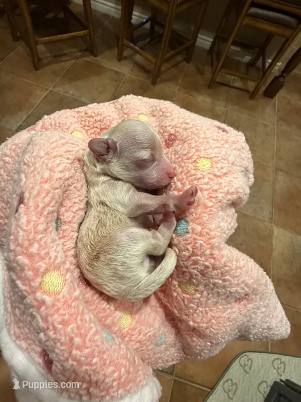 Goldie – Maltipoo, Poodle - Toy  puppy for sale in Carlsbad, CA