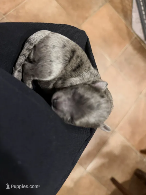 Matisse – Maltipoo, Poodle - Toy  puppy for sale in Carlsbad, CA