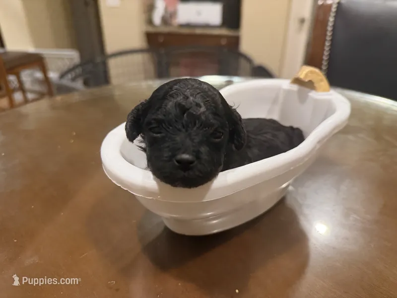 Onyx – Maltipoo, Poodle - Toy  puppy for sale in Carlsbad, CA
