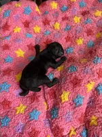 Onyx, a female Maltipoo and Poodle - Toy  for sale in Carlsbad, CA – 2 of 3