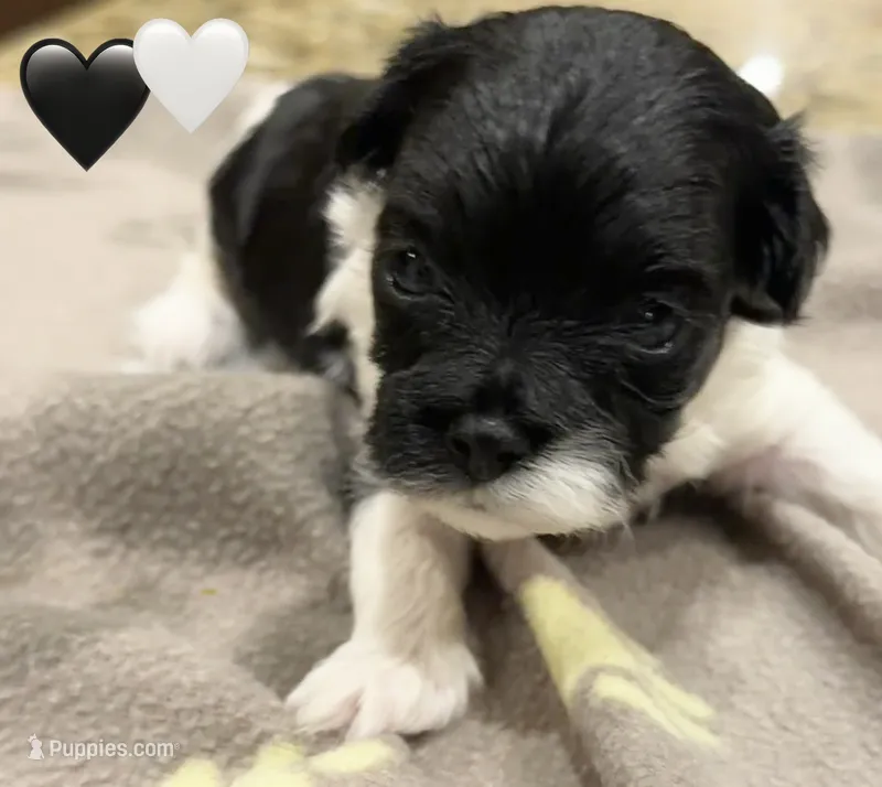 Prima  – Maltipoo, Poodle - Toy  puppy for sale in Carlsbad, CA